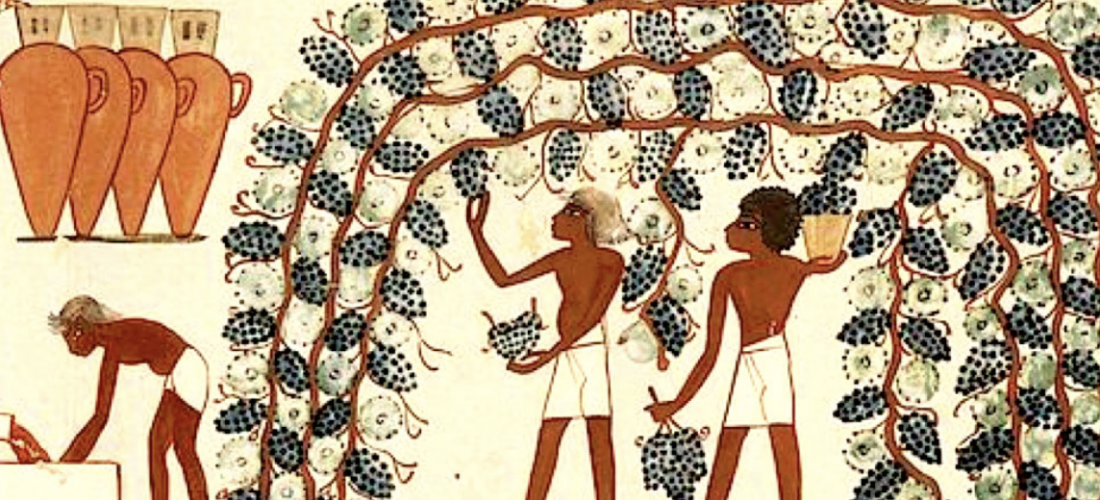Oaks and Corks The Brief History of Wine in Egypt Coptic Solidarity